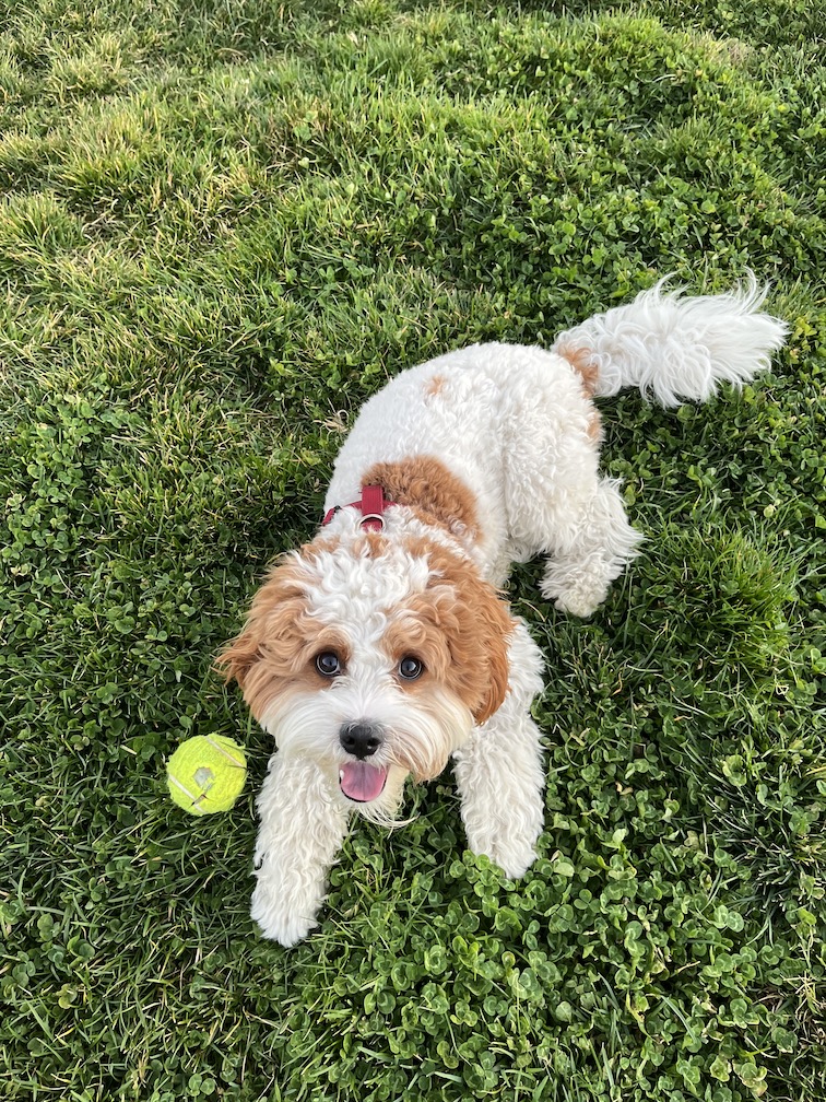 Cute Cavapoo Puppy